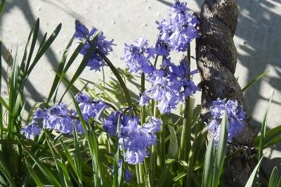 <i>Hyacinthoides non-scripta</i>