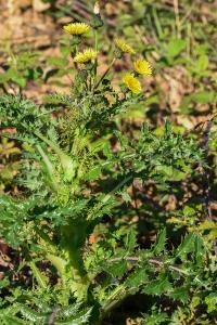 <i>Sonchus asper</i>