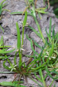 <i>Myosurus minimus</i>