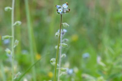 <i>Myosotis ramosissima</i>