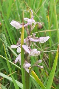 <i>Anacamptis morio</i>