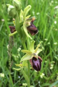 <i>Ophrys aranifera</i>