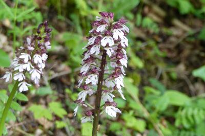 <i>Orchis purpurea</i>