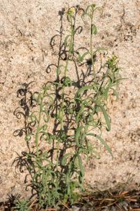 <i>Linaria simplex</i>