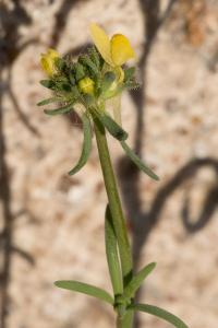 <i>Linaria simplex</i>