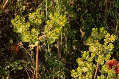 <i>Euphorbia helioscopia</i>