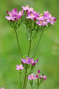<i>Centaurium erythraea</i>