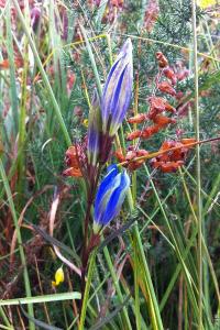 <i>Gentiana pneumonanthe</i>