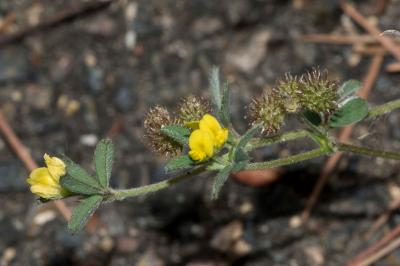 <i>Medicago minima</i>