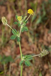<i>Medicago lupulina</i>