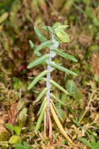 <i>Euphorbia lathyris</i>