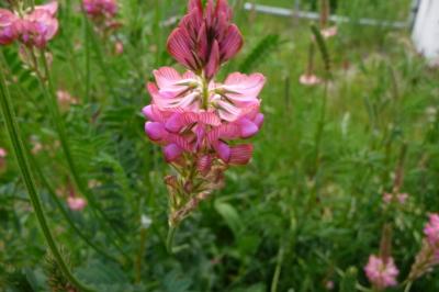<i>Onobrychis viciifolia</i>