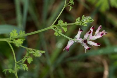 <i>Fumaria capreolata</i>