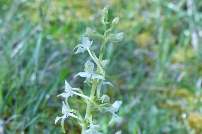 <i>Platanthera chlorantha</i>