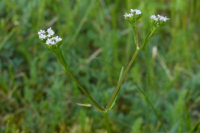 <i>Valerianella eriocarpa</i>