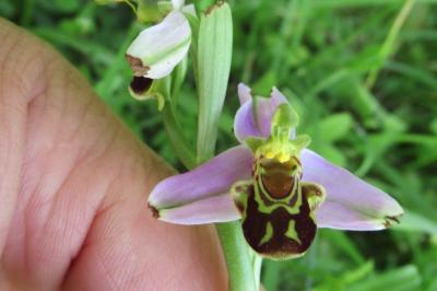 <i>Ophrys apifera</i>