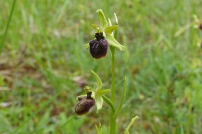 <i>Ophrys aranifera</i>
