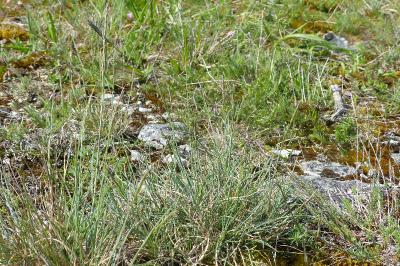 <i>Festuca marginata</i>