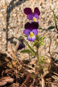 <i>Viola tricolor</i>