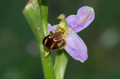 <i>Ophrys apifera</i>