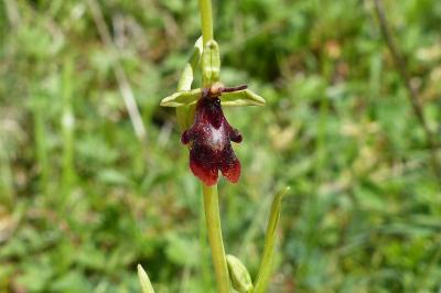 <i>Ophrys insectifera</i>