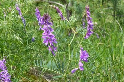 <i>Vicia tenuifolia</i>