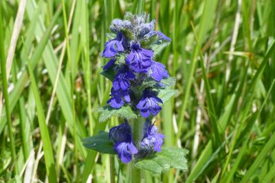 <i>Ajuga genevensis</i>