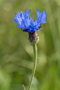 <i>Cyanus segetum</i>