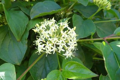 <i>Cornus sanguinea</i>