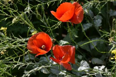 <i>Papaver rhoeas</i>