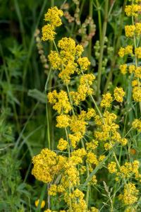 <i>Galium verum</i>