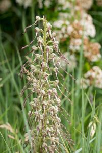 <i>Himantoglossum hircinum</i>