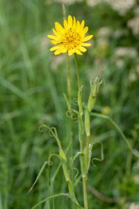 <i>Tragopogon pratensis</i>