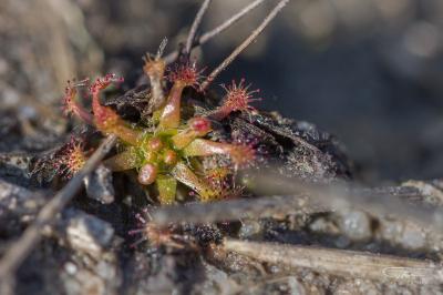 <i>Drosera intermedia</i>