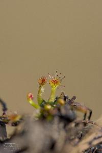 <i>Drosera intermedia</i>