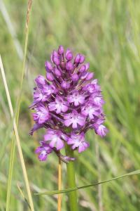 <i>Anacamptis pyramidalis</i>