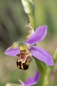 <i>Ophrys apifera</i>