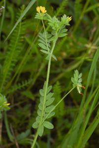 <i>Ornithopus compressus</i>