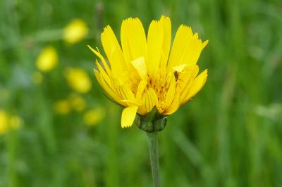<i>Tragopogon pratensis subsp. orientalis</i>