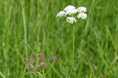 <i>Oenanthe fistulosa</i>