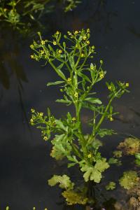 <i>Ranunculus sceleratus</i>