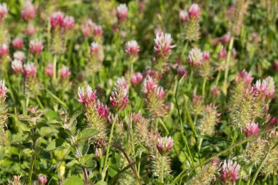 <i>Trifolium incarnatum</i>