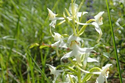 <i>Platanthera chlorantha</i>
