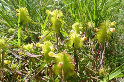 <i>Rhinanthus minor</i>