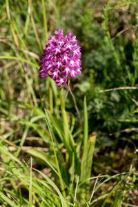 <i>Anacamptis pyramidalis</i>