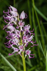 <i>Orchis simia</i>