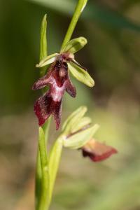 <i>Ophrys insectifera</i>