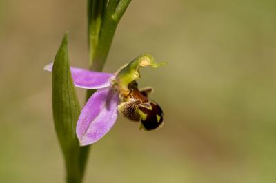 <i>Ophrys apifera</i>