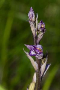 <i>Limodorum abortivum</i>