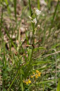 <i>Cephalanthera longifolia</i>
